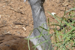 OZ0315-121438